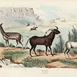 Antelope species