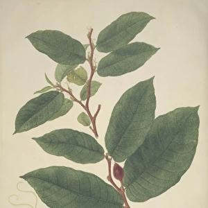 Antiaris toxicaria, ipoh tree