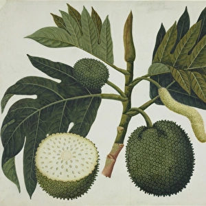 Artocarpus sp
