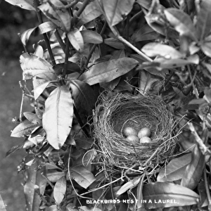 Blackbirds Nest in a Laurel