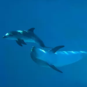 Bottlenose Dolphin - recently born calf swims with mother (Tursiops truncatus)