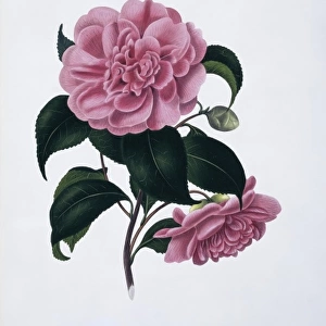 Camellia japonica woodsii, camellia