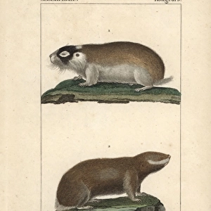 Cape mole rat, Georychus capensis, and Podolsk