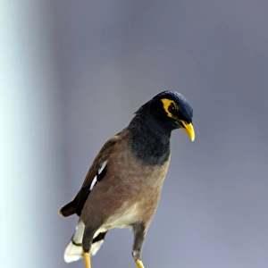 Common Myna - this curious bird boldly steals visitors