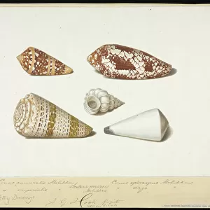 Conus and Epitonium shells