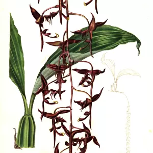 Dark purple gongora orchid, Gongora atropurpurea