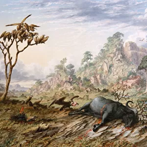 Dead Buffalo, by Thomas Baines