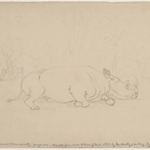 Diceros bicornis, black rhinoceros