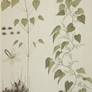 Dioscorea villosa, wild yam
