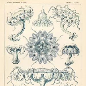 Discomedusae jellyfish
