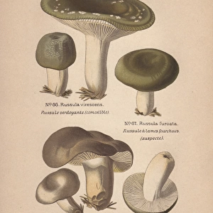 Edible mushroom, Russula virescens, and suspect