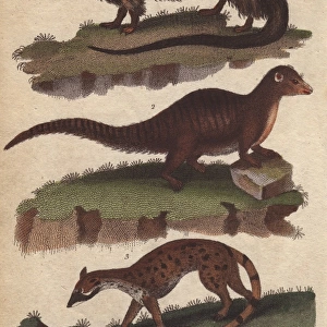Egyptian ichneumon, Indian ichneumon or mongoose