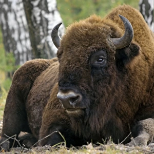 European Bison - a huge adult male bull - part