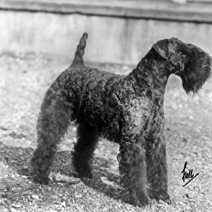 Fall / Kerry Blue Terrier / Champion Princeton Hell-Of-A-Fellow