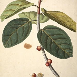 Ficus bengalensis, banyan tree