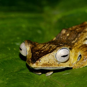 File-eared Tree Frog - hides among giant leaves