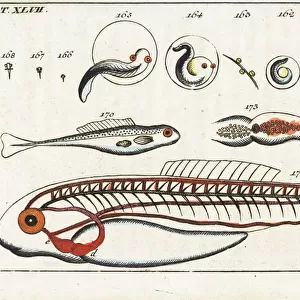 Fish development from spawn and juvenile anatomy