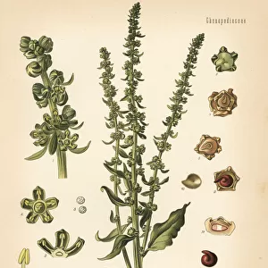 Fodder beet, Beta vulgaris var. rapa