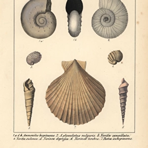 Fossils of extinct Ammonites, Nerita, Nerinea