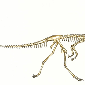 Gallimimus skeleton