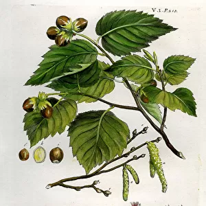Hazel Nut Tree