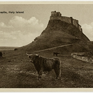 The Holy Island of Lindisfarne - Castle and Highland Cattle
