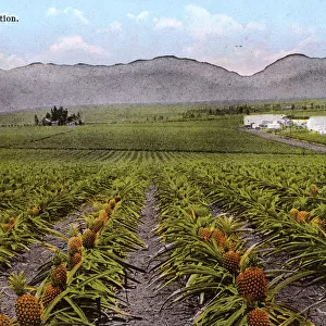 Honolulu, Hawaii, USA - Pineapple Plantation
