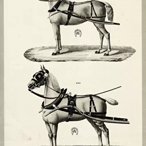 Horse harness and blinkers, Camille, Paris