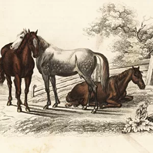 Hungarian warmblood horse, Equus caballus
