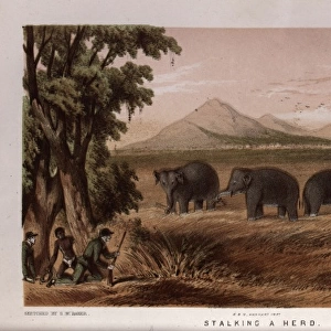 Hunters stalking herd of elephants, Sri Lanka