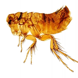 Hystrichopsylla talpae talpae, mole flea