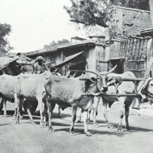 India - Bullock Cart with six oxen