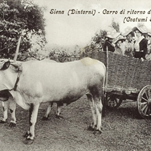 Italian Ox-drawn Chariot