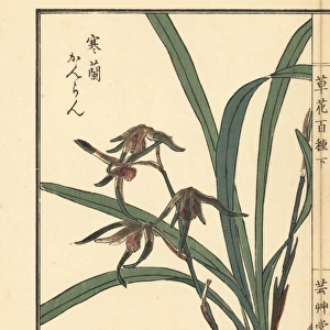 Kanran orchid, Cymbidium kanran Makino