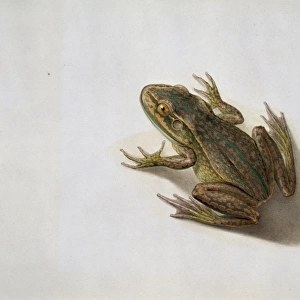 Litoria aurea, golden bell frog