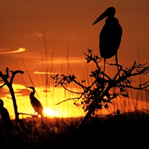 Marabou Stork - At sunset