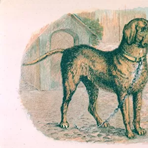 A mastiff on a chain Date: circa 1870