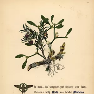 Moss, Mistletoe and Yew (Titus Andronicus)