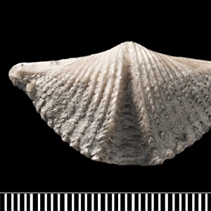 Mucrospirifer, a fossil brachiopod