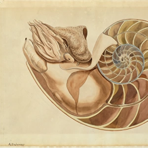 Nautilus sp