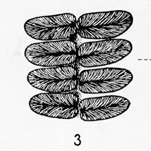 Neuropteris gigantea (Sternberg), Pteridosperm