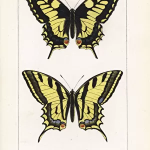 Old World swallowtail and southern swallowtail