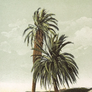 Palm trees at Old San Diego, California, USA