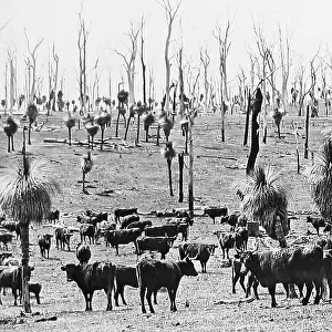 Perth Darling Downs Western Australia before 1900