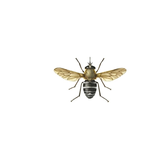 Philoliche angulata, horse fly