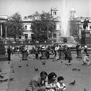 Pigeons Trafalgar 1950