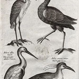 Plate depicting two species of Heron, Ibis bellon and the Ni