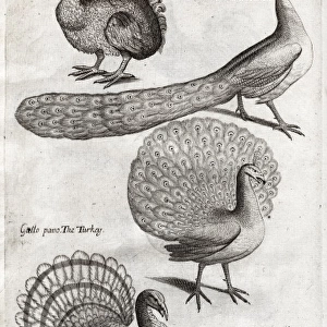 Plate depicting various birds including the Dodo, Turkey and