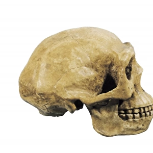 Prehistory. Lower Paleolithic. Sinathropus skull