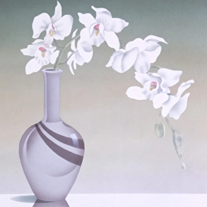 Pretty white orchid